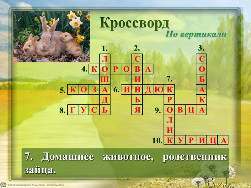 Кроссворд 7. Домашнее животное, родственник  зайца. По вертикали